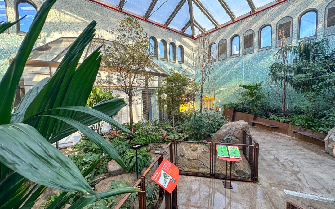 1. Aviaries at Home: How to Create a Safe and Beautiful Bird Haven